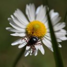Una garrapata sobre una flor.