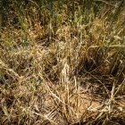 Las tormentas arrasan en dos días 24.000 hectáreas de cultivos, sobre todo herbáceos.