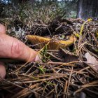 Cogiendo un níscalo en un monte.