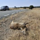 Casi ocho de cada diez accidentes registrados en la provincia tienen como causa los animales.