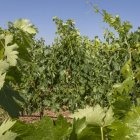 Viñas en una parcela de Soria.