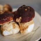 Hongos pinícolas.