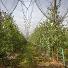 Plantación de manzanos de Nufri en La Rasa.