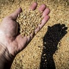 Copiso espera comercializar este año 280.000 toneladas de cereal.