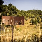 El bosque va recuperando su porte y su esencia