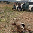 Efectivos de la Guardia Civil junto al cuerpo decapitado del ciervo.
