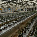 Vista parcial del invernadero de Ondara con el cannabis ya en proceso de cultivo