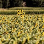 Campo de girasol en la provincia
