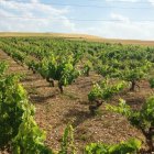 En Soria hay unas 1.400 hectáreas de viñedo.