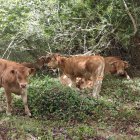 Vacas de Rodrigo Muñoz en Noviercas.
