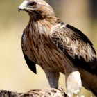 Archivo - Aguila Calzada.