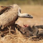 Un buitre leonado alimentándose.