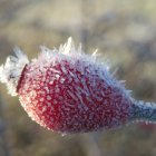 Un escaramujo cubierto por cristales de hielo en la mañana de este miércoles.