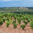 Vitis Navarra cuenta con una finca en Zayas de Báscones de 787 hectáreas, de las que 130 están plantadas con viñedo.
