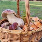 Una cesta 'mixta' de boletus y níscalos cogida a 25 de noviembre de 2022, lo que muestra que aún queda tiempo para que puedan producirse fructificaciones.