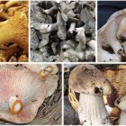 Delicias de nuestros montes