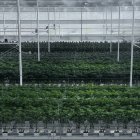 Detalle de la plantación de cannabis medicinal en Ondara.