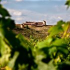 Viñas de la Bodega Dominio de Atauta.