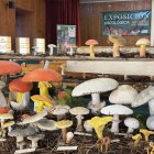 Setas de una exposición del Micotour.