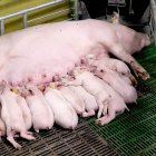 Una de las cerdas madres amamantando a sus crías en la granja El Cerruco de Atauta.