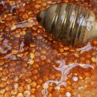 La miel de encina, base del producto estrella de Mykés Gourmet, destaca por su intensidad y su riqueza en minerales y antioxidantes.