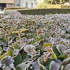 Seto con helada en la capital en torno a las 11 de la mañana.