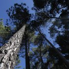 El 35% de la superficie forestal arbolada de Soria está certificada.