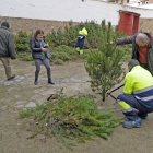 Reparto de pinos, en una imagen de archivo.