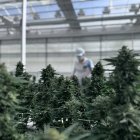 Plantas de cannabis en el invernadero de Ondara en Garray.