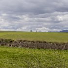 Campo de trigo en la provincia de Soria, el cultivo con mayor superficie.
