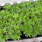 Plantas de cannabis cultivadas en Garray.