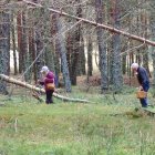 La campaña micológica de primavera necesita sol para orear el exceso de humedad de la tierra.
