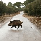 Jabalí en una carretera de Castilla y León