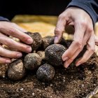 Trufas en la Feria de la Trufa de Abejar en febrero de este 2026.