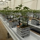 Plantas de cannabis cultivadas en Ondara.