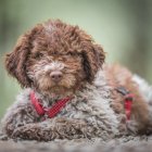 El Lagotto Romagnolo es una de las razas predilectas para buscar trufas