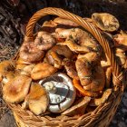 La recolección de setas en pinares es una de las experiencias más populares del turismo micológico en España durante el otoño.