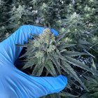 Cannabis cultivado en Ondara.