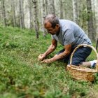 Un hombre recoge setas en el bosque