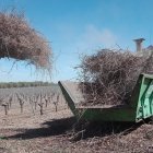 Sarmientos en una finca vitivinícola de Castilla y León.