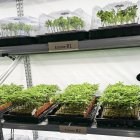 Plantas de cannabis cultivadas en Garray.