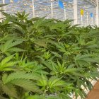 Cannabis medicinal cultivado en Ondara en una imagen de archivo.