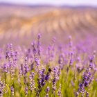 Campos de lavanda en San Felices, provincia de Soria