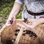 Una mujer recolecta en Soria 'oreja de gato' comestible previa cocción.