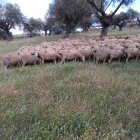 Rebaño de los hermanos Pérez en Trujillo, recién marcado con el hierro.