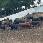 Toros del día de la Saca de las fiestas de San Juan en Soria.
