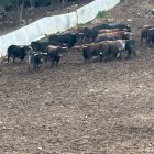 Los toros de La Saca, en la ganadería de la localidad de Brihuega, en Guadalajara.