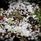 Pedrisco en una reciente granizada en Soria.