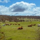 Vacas en el parque de Valonsadero en Soria