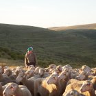 Los hermanos Pérez conduciendo su ganado por los montes de Soria.